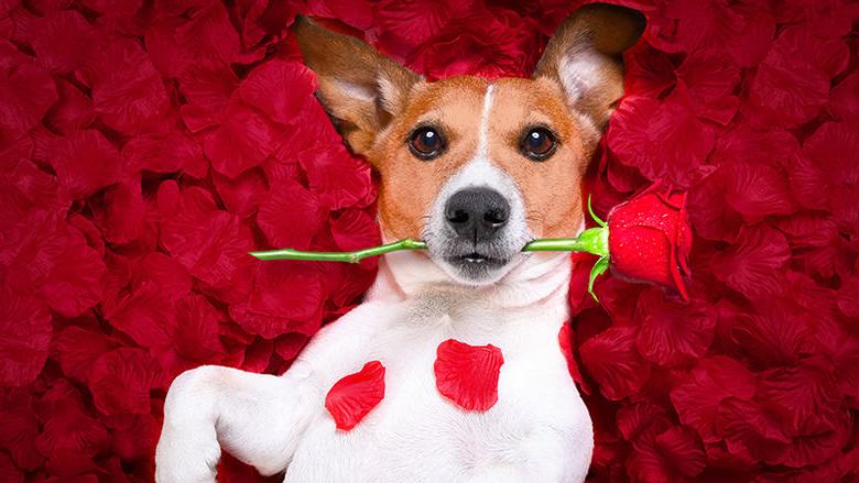 A dog lounging in rose petals