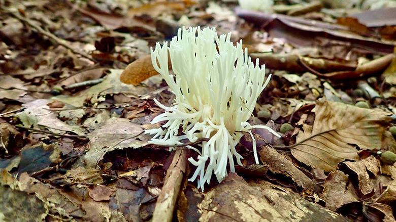 A flower surrounded by fallen leaves