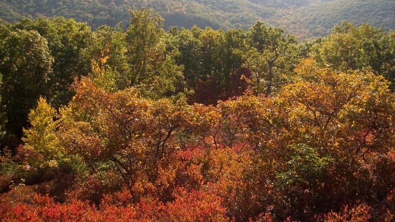 Trees changing color in fall 2018